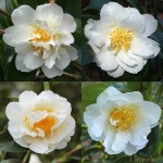 Camellia hybrid 'Sea Gull'