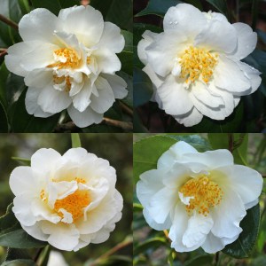Camellia hybrid 'Sea Gull'