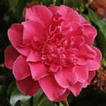Camellia japonica 'Senator Duncan U. Fletcher'