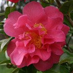 Camellia x williamsii 'Senorita'