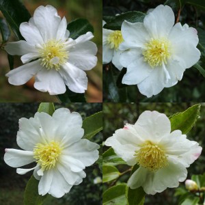 Camellia sasanqua 'Setsugekka'