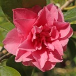 Camellia japonica 'Seventh Heaven'