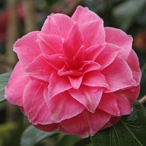 Camellia japonica 'Sheatheri'