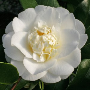 Camellia japonica 'Shiro Chan'
