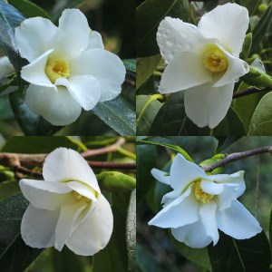 Camellia wabisuke 'Shiro-wabisuke'