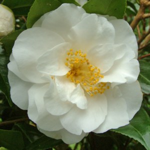 Camellia japonica 'Shirobotan'