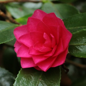 Camellia hiemalis 'Shishigashira'