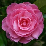 Camellia x williamsii 'Shocking Pink'