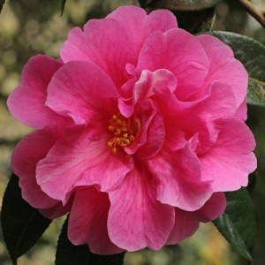 Camellia reticulata 'Shot Silk'
