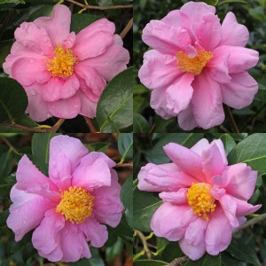 Camellia 'Show Girl'