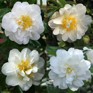 Camellia japonica 'Silver Anniversary'