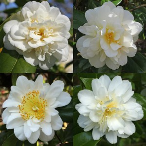 Camellia japonica 'Silver Ruffles'