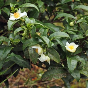 Camellia sinensis