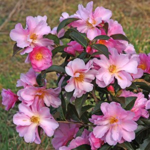 Camellia pitardii 'Snippet'