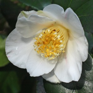 Camellia japonica 'Snow Goose'