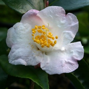 Camellia 'Snow Drop'