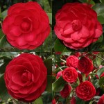 Camellia japonica 'Somersby'