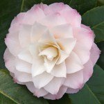 Camellia japonica 'Something Beautiful'