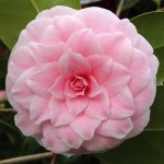 Camellia japonica 'Souvenir de Bahuaud-Litou'