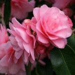 Camellia 'Spring Festival'