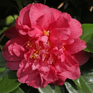 Camellia japonica 'Spring Fever'
