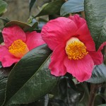 Camellia japonica 'Spring Promise'