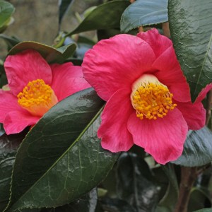 Camellia japonica 'Spring Promise'