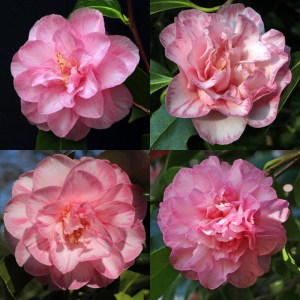Camellia japonica 'Spring Sonnet'