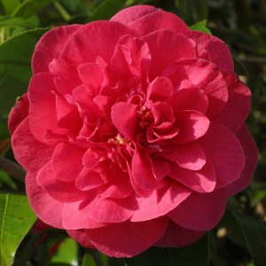 Camellia japonica 'Spring Triumph'