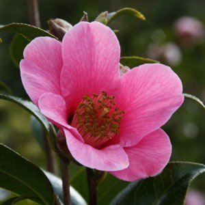 Camellia x williamsii 'St Ewe'