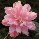 Camellia x vernalis 'Star Above Star'