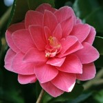 Camellia japonica 'Star Shadow'