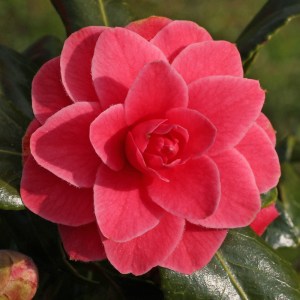 Camellia japonica 'Sugar Babe'