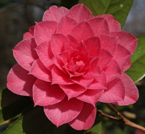 Camellia x williamsii 'Sun Song'
