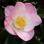 Camellia japonica 'Sunny Side'