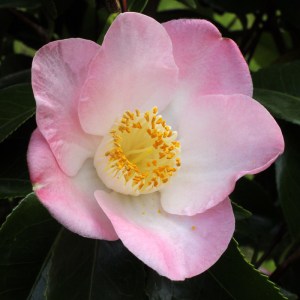 Camellia japonica 'Sunny Side'