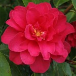 Camellia japonica 'Sunset Glory'