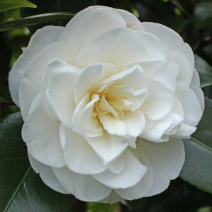 Camellia japonica 'Swan Lake'