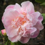 Camellia 'Sweet Emily Kate'