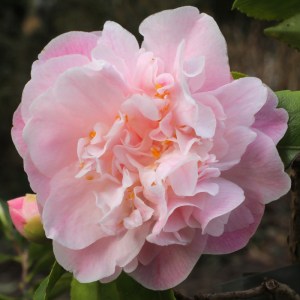 Camellia 'Sweet Emily Kate'