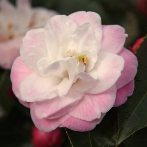 Camellia 'Sweet Jane'