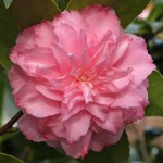 Camellia japonica 'Sweetheart'
