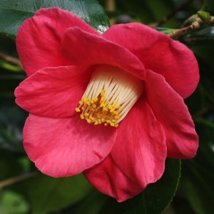 Camellia japonica 'Sylva'