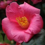 Camellia japonica 'Tahiti'