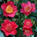 Camellia japonica 'Takayama'