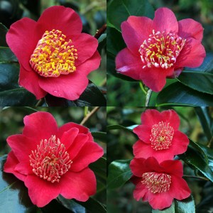 Camellia japonica 'Takayama'
