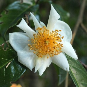 Camellia taliensis