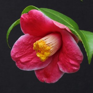 Camellia japonica 'Tama-no-ura'