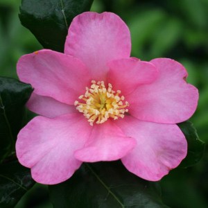 Camellia sasanqua 'Tanya'