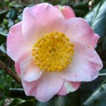 Camellia japonica 'Tarô’an'